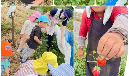 苺の収穫体験&ママにプレゼント♡【麻生区：元野保育室】