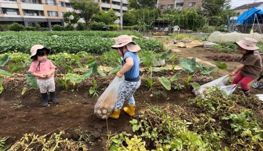 じゃがいも掘りに色水遊び【高津区：花の美保育室】