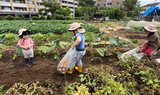 じゃがいも掘りに色水遊び【高津区：花の美保育室】